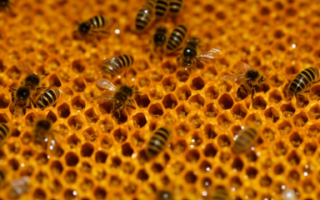 用什么方法养中华蜜蜂最旺 如何使中华蜜蜂繁荣生长
